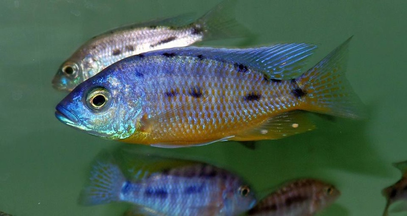 Protomelas sp. 'spilonotus tanzania'